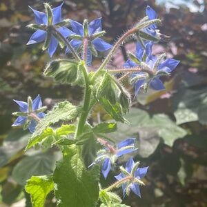 Meet your Posher, Xena